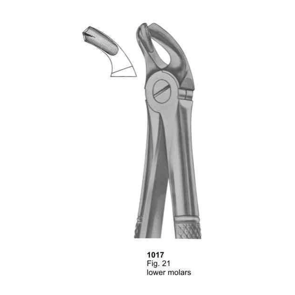 Extracting Forceps (English Pattern)