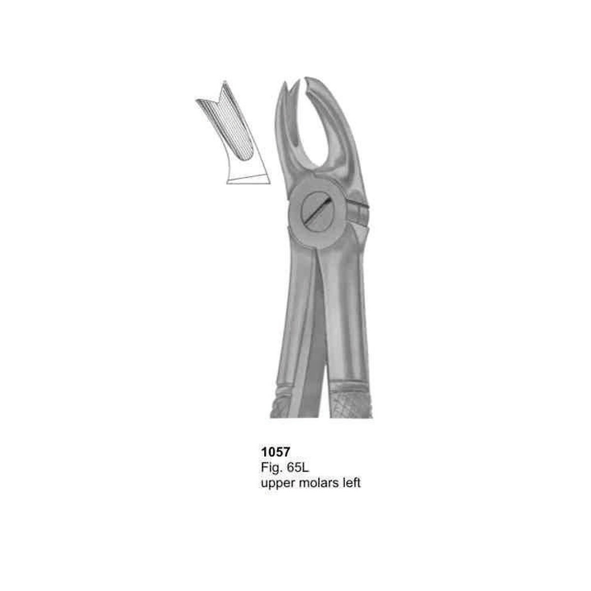 Extracting Forceps (English Pattern)