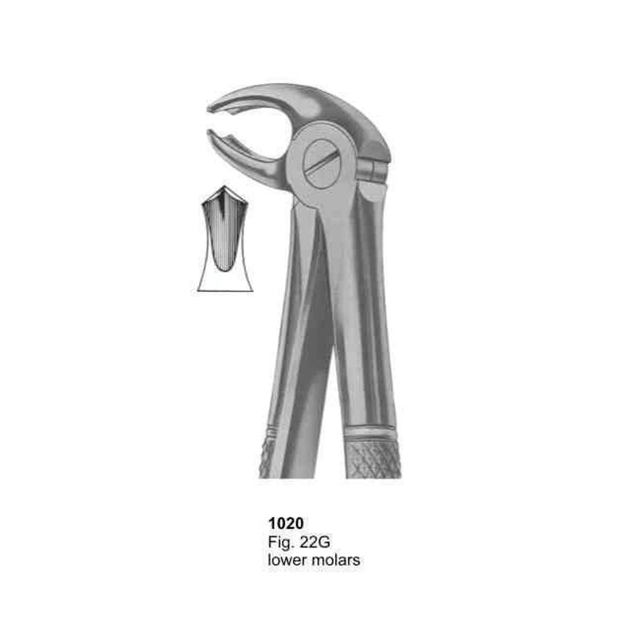 Extracting Forceps (English Pattern)