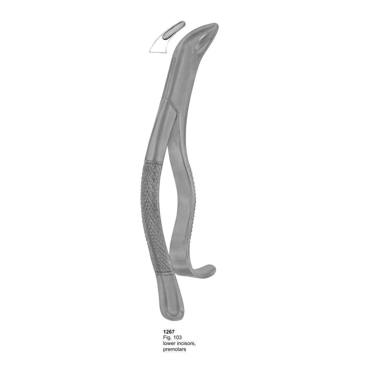 Extracting Forceps (American Pattern) 