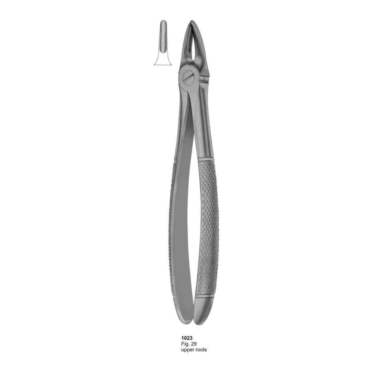 Extracting Forceps (English Pattern)