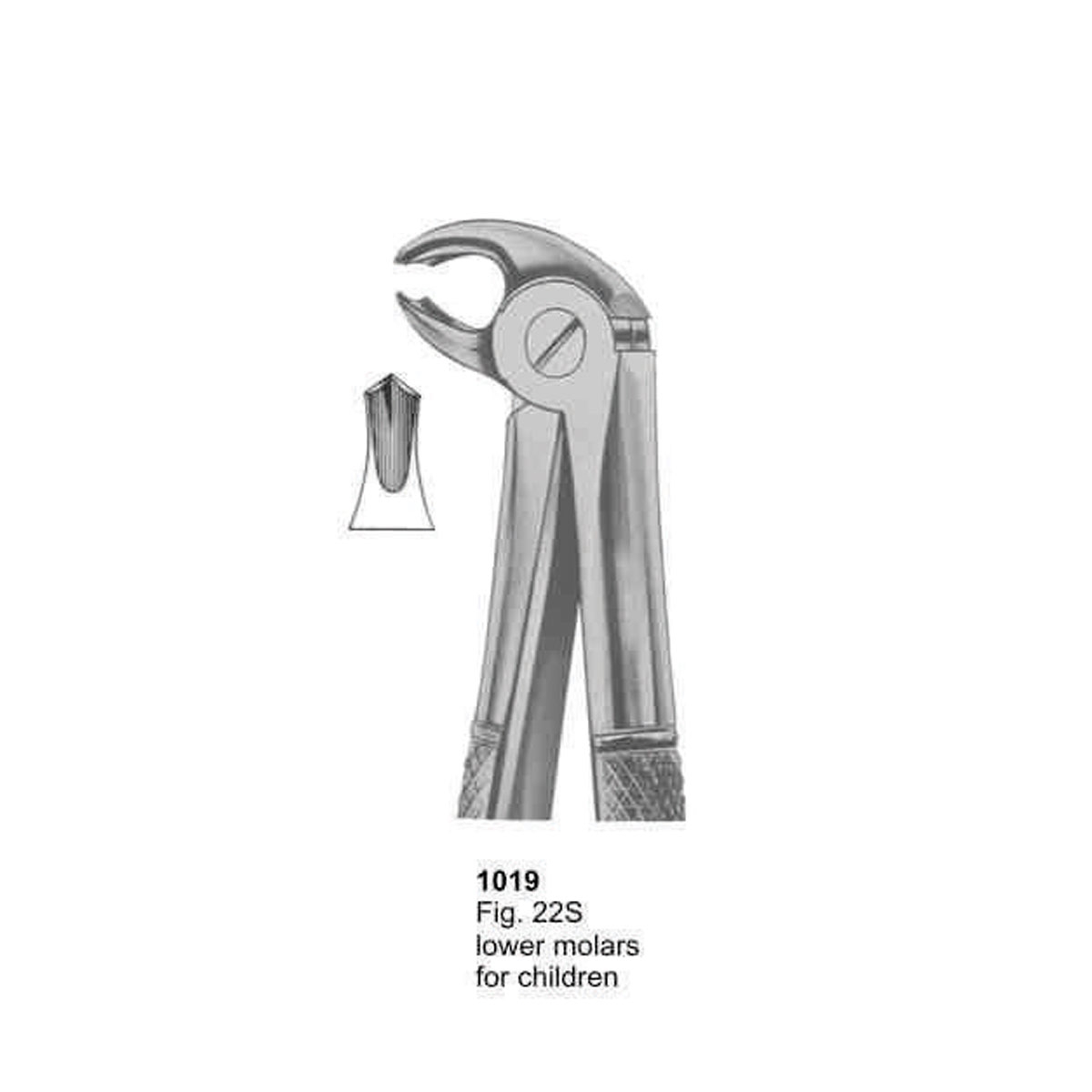 Extracting Forceps (English Pattern)