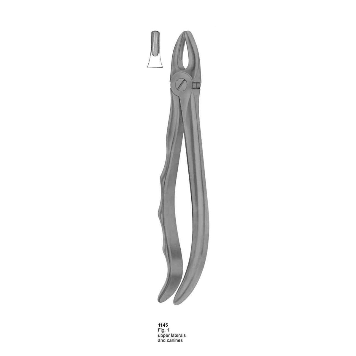 Extracting Forceps (With Fitting Handle)