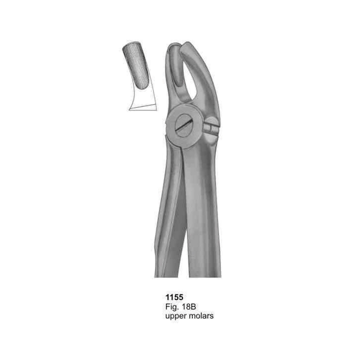 Extracting Forceps (With Fitting Handle)