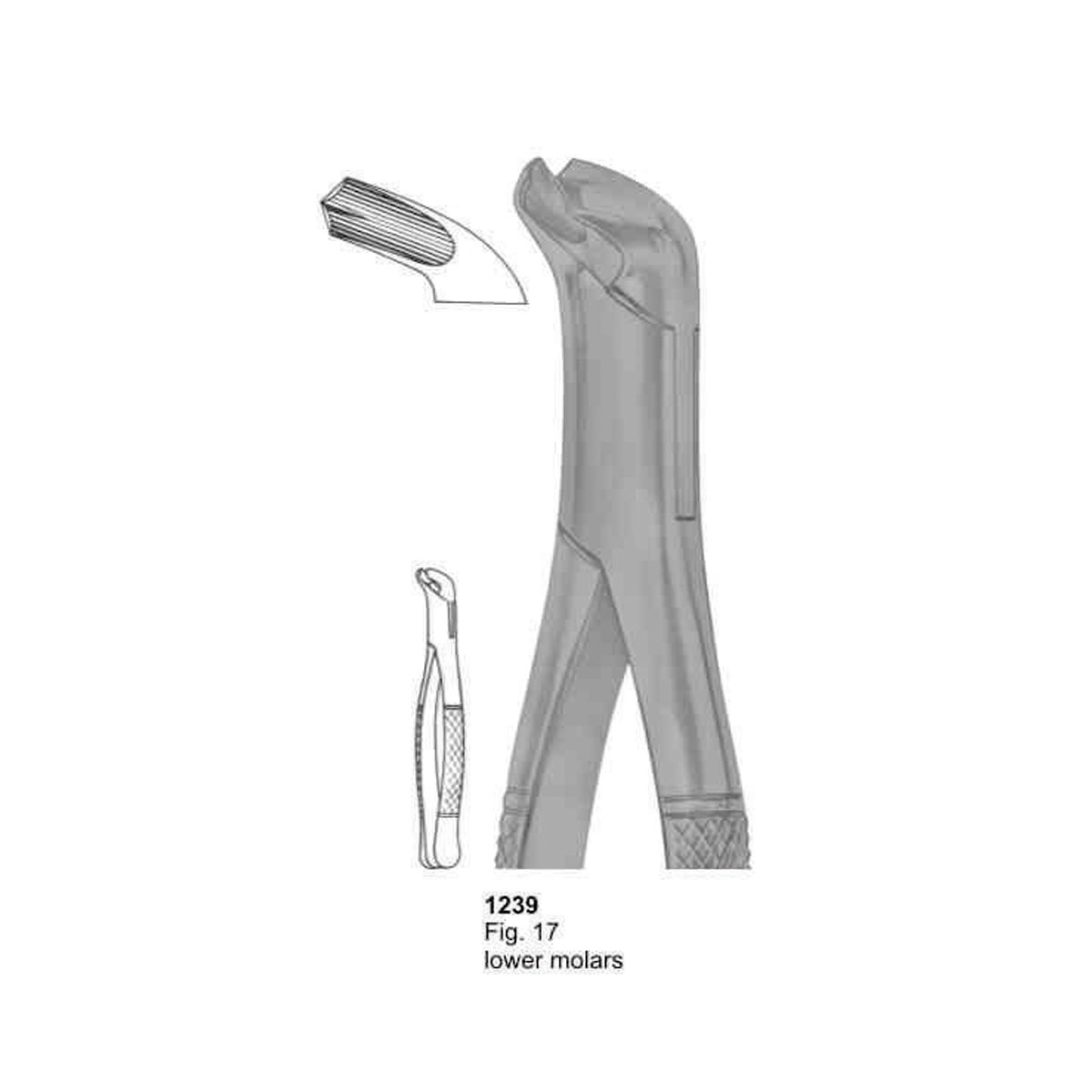 Extracting Forceps (American Pattern)