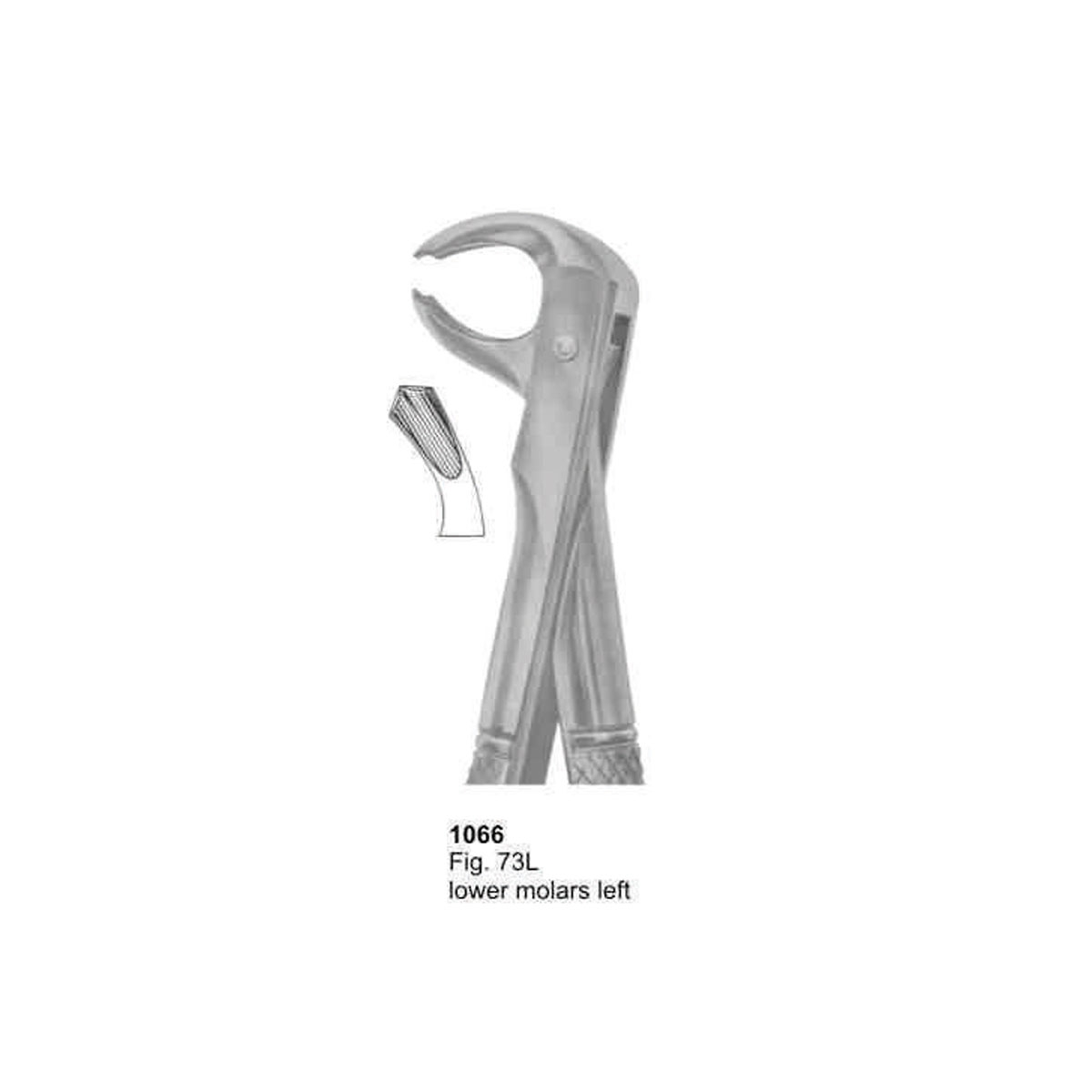 Extracting Forceps (English Pattern)