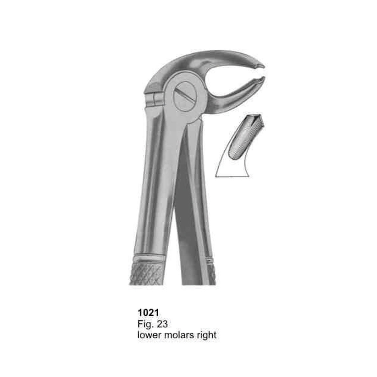 Extracting Forceps (English Pattern)