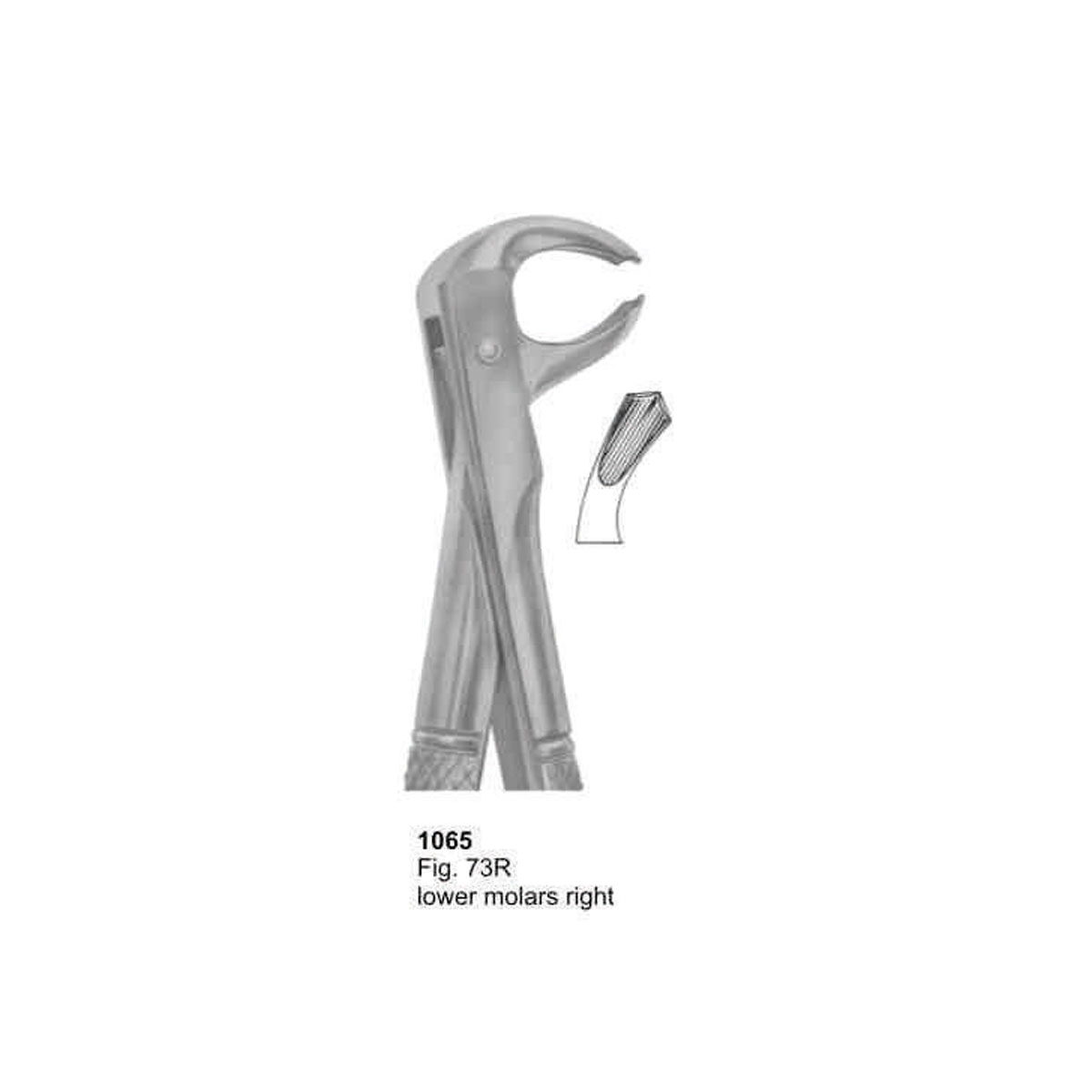 Extracting Forceps (English Pattern)