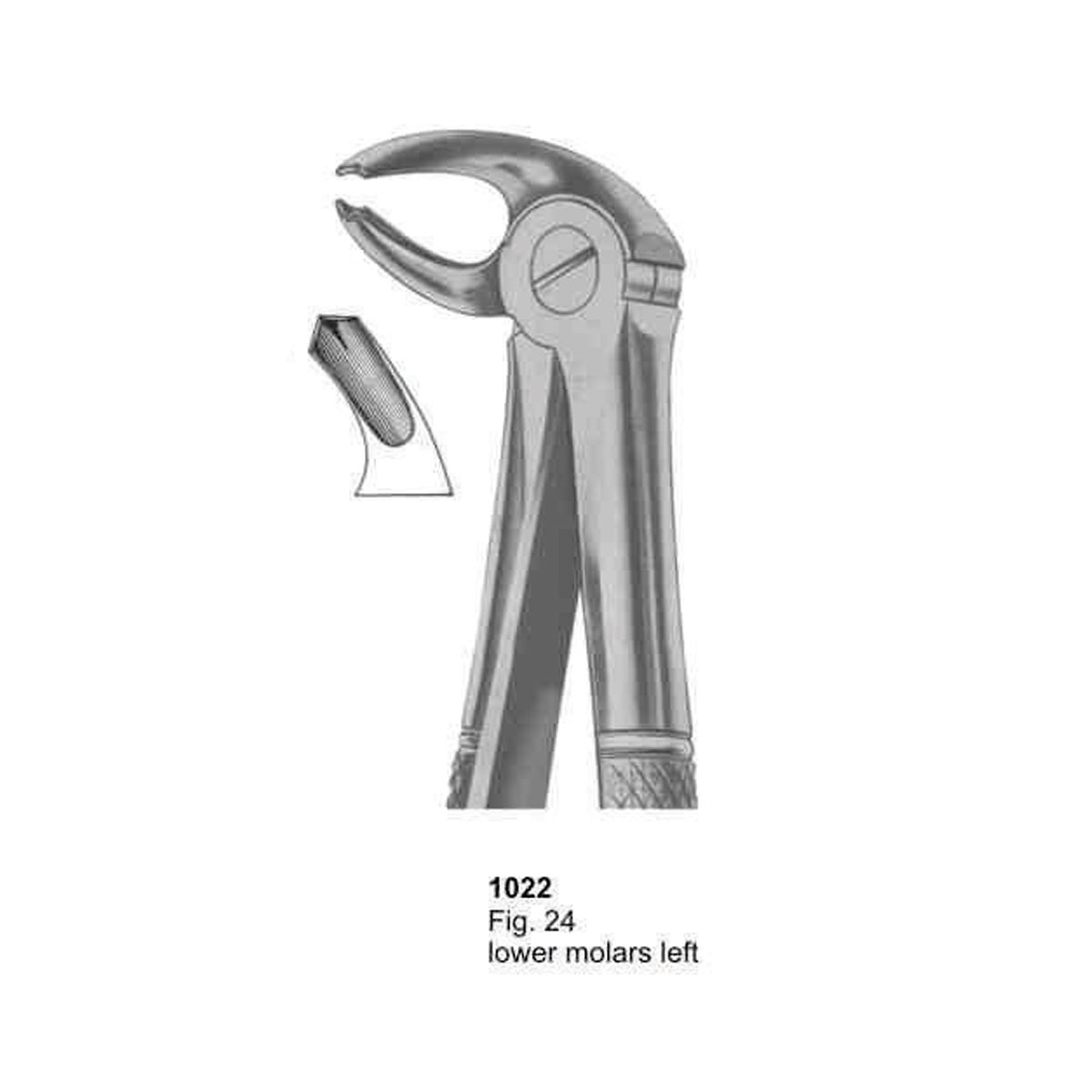 Extracting Forceps (English Pattern)