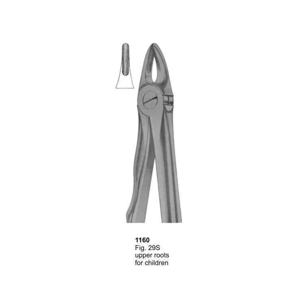 Extracting Forceps (With Fitting Handle)