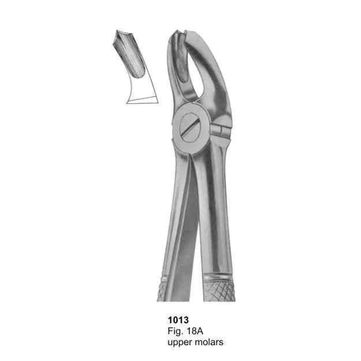 Extracting Forceps (English Pattern)