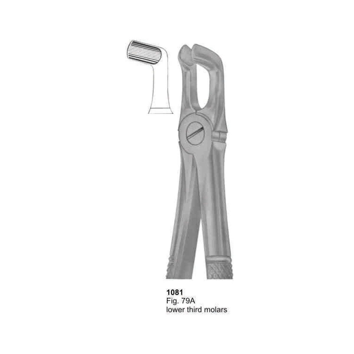 Extracting Forceps (English Pattern)