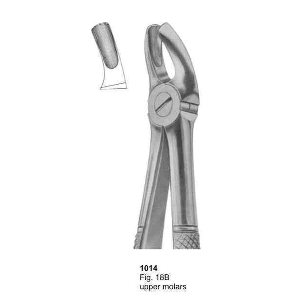 Extracting Forceps (English Pattern)