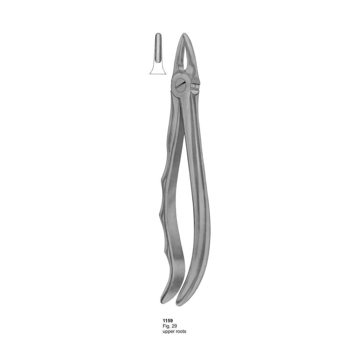 Extracting Forceps (With Fitting Handle)