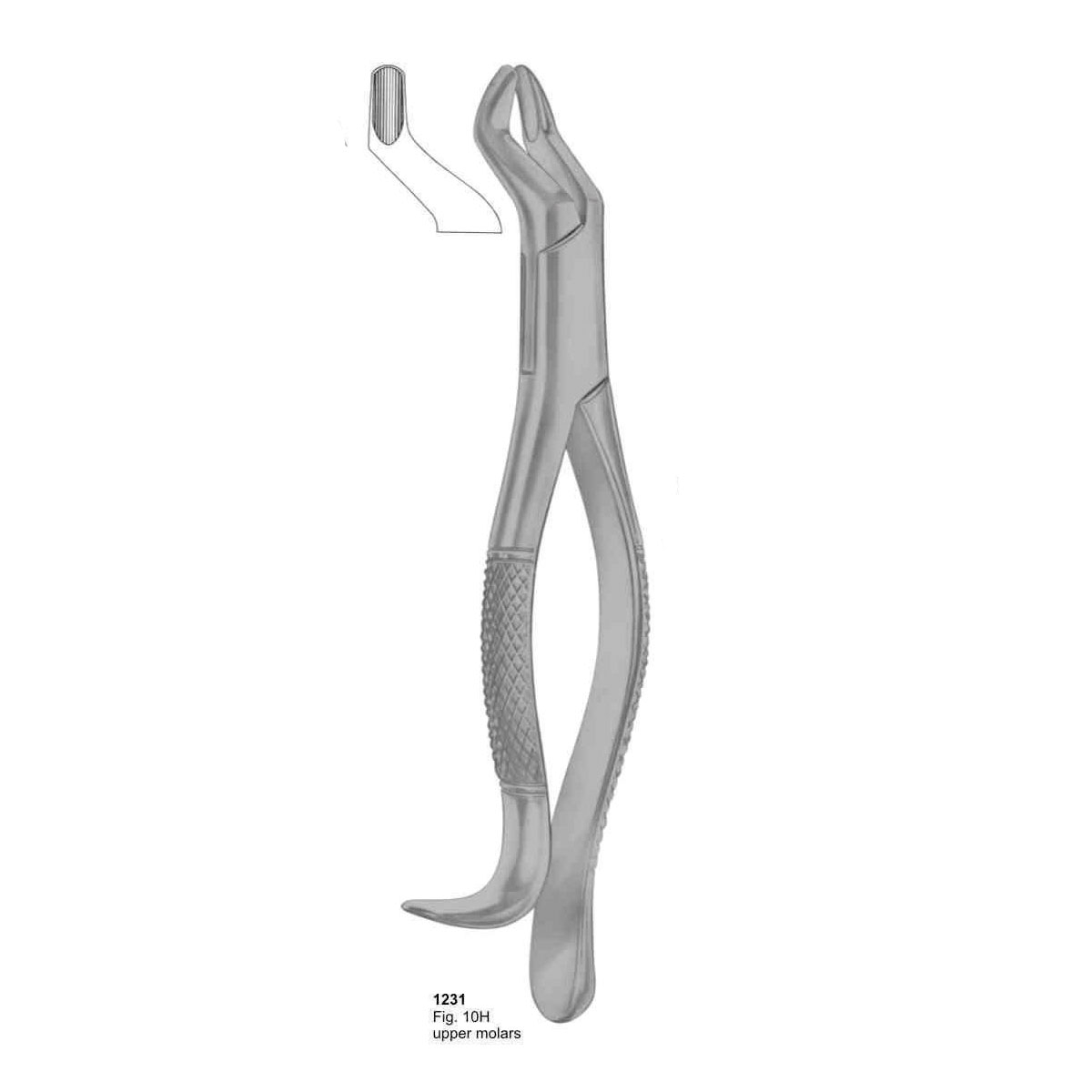 Extracting Forceps (American Pattern)