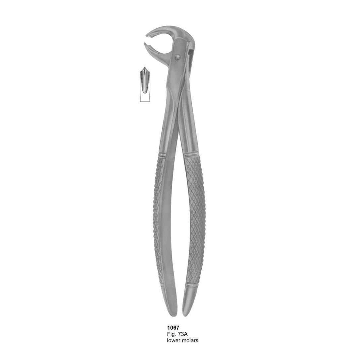 Extracting Forceps (English Pattern)