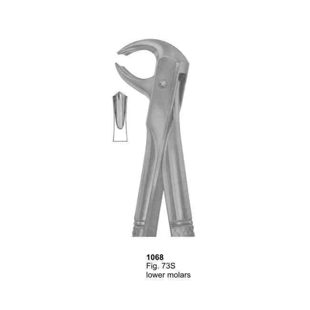 Extracting Forceps (English Pattern)