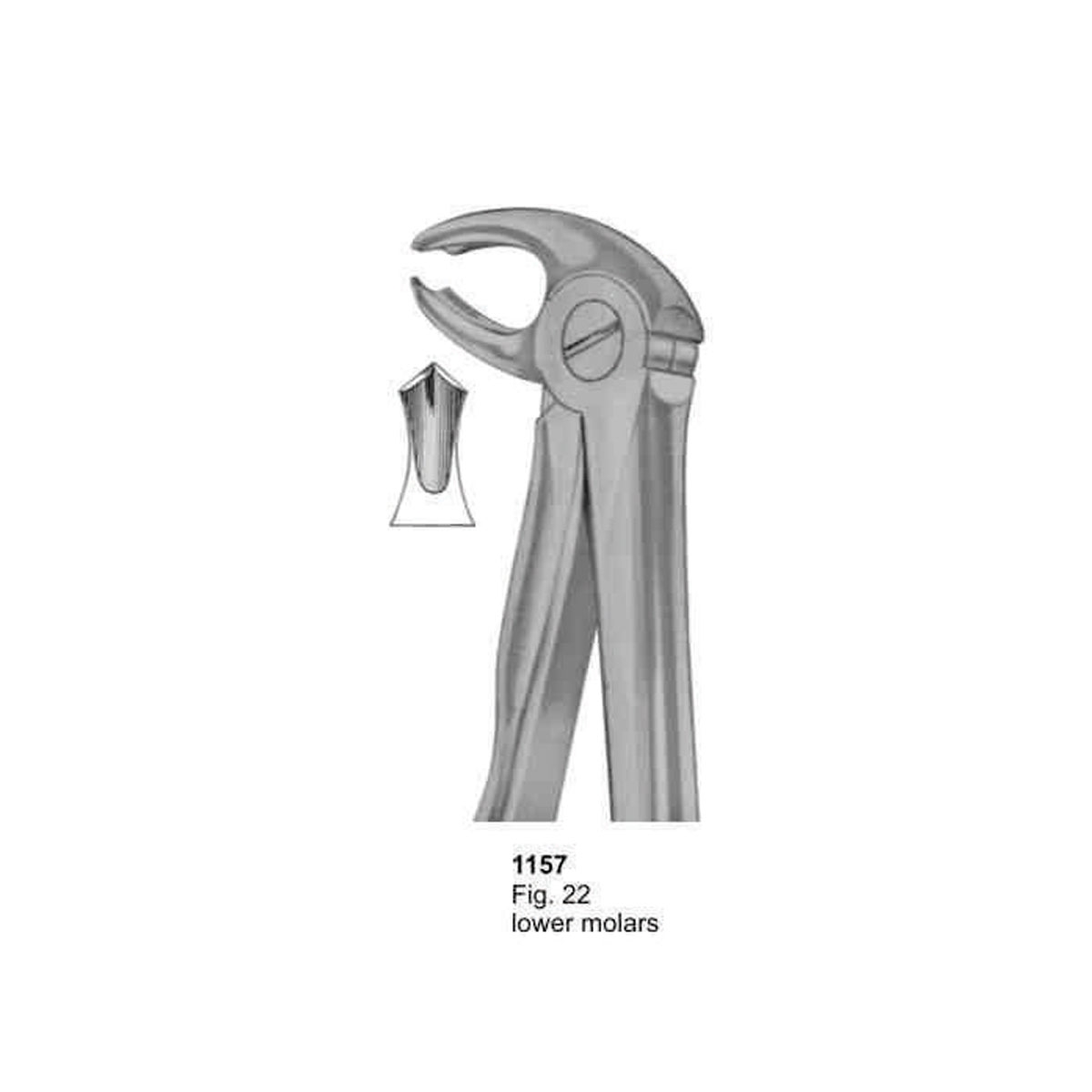 Extracting Forceps (With Fitting Handle)