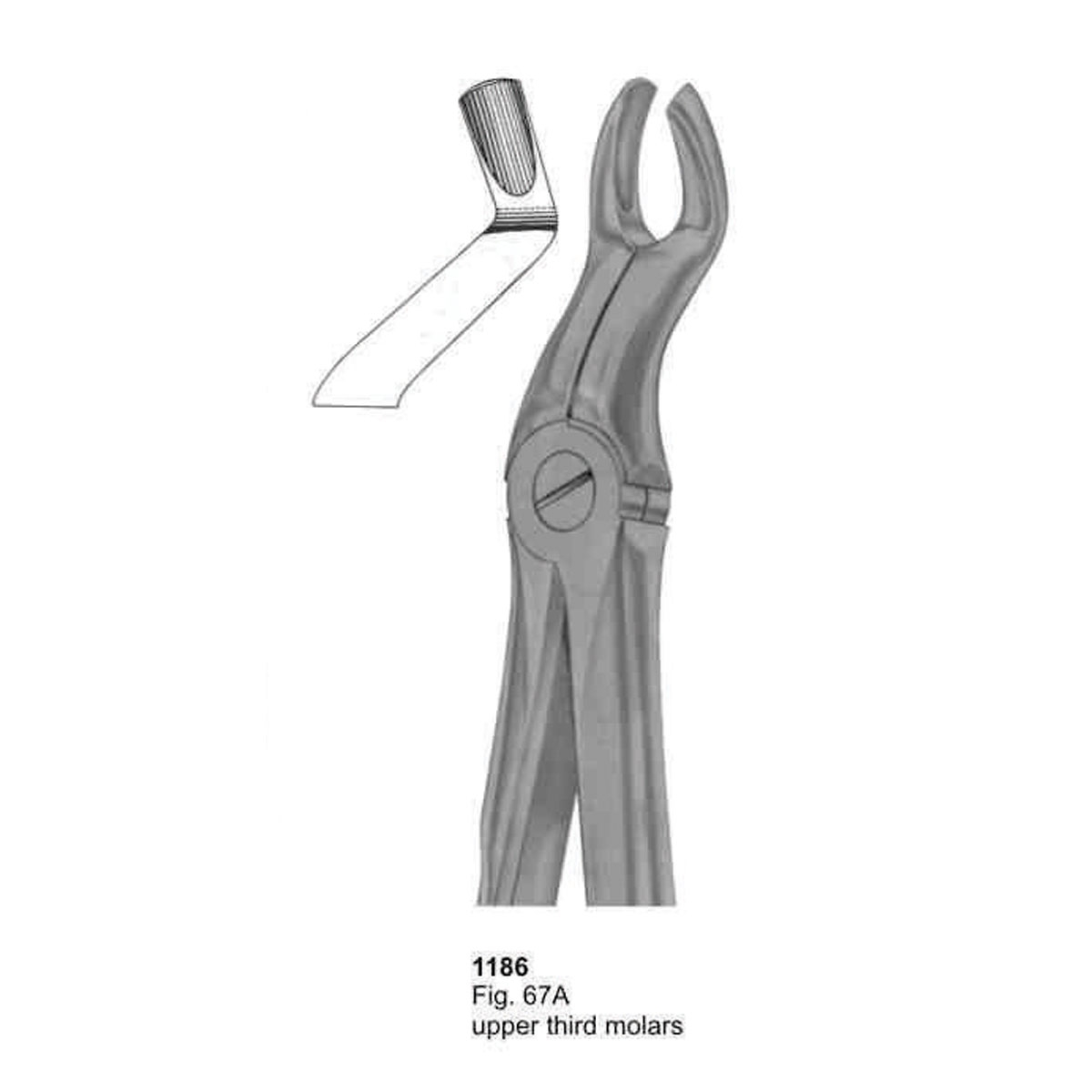 Extracting Forceps (With Fitting Handle)