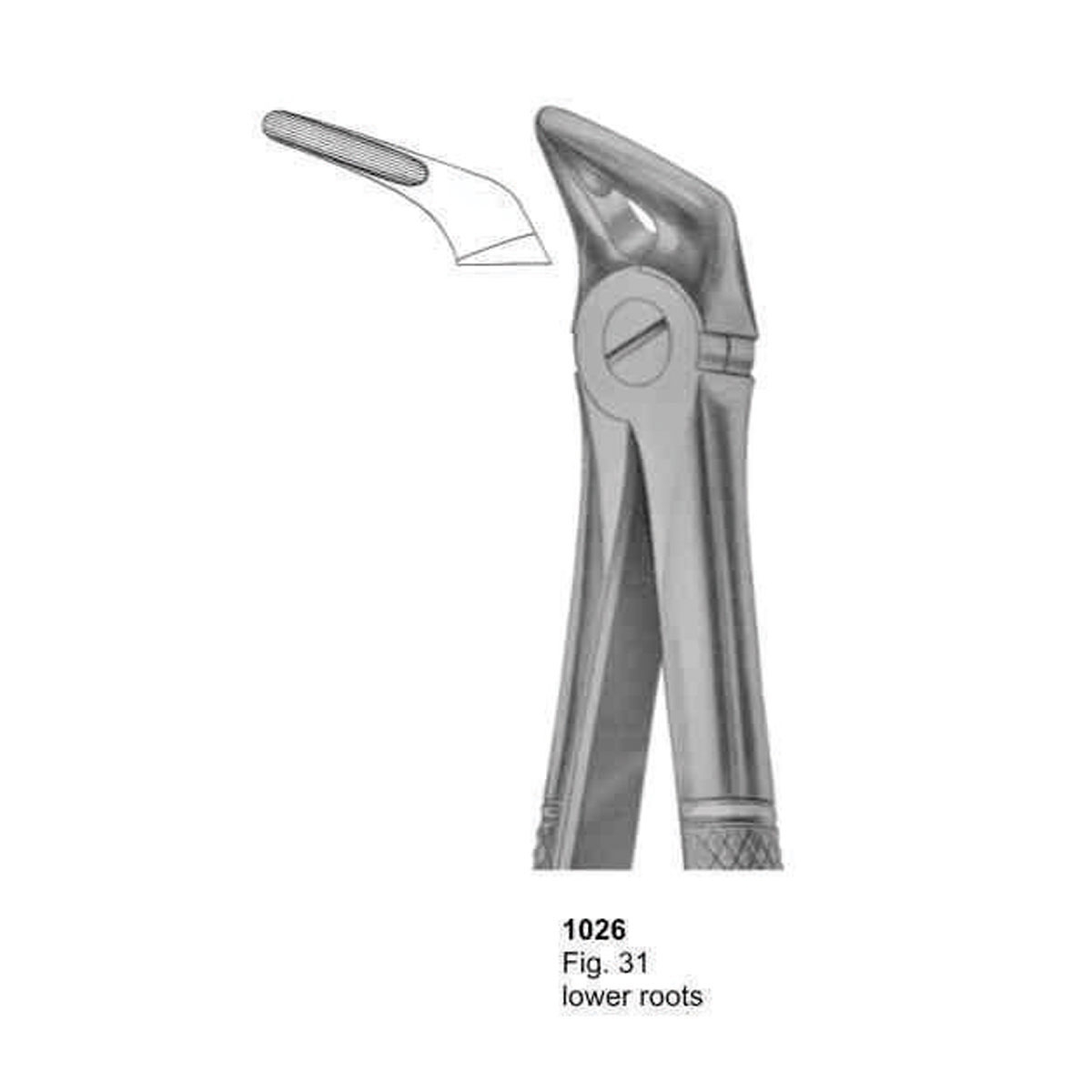 Extracting Forceps (English Pattern)