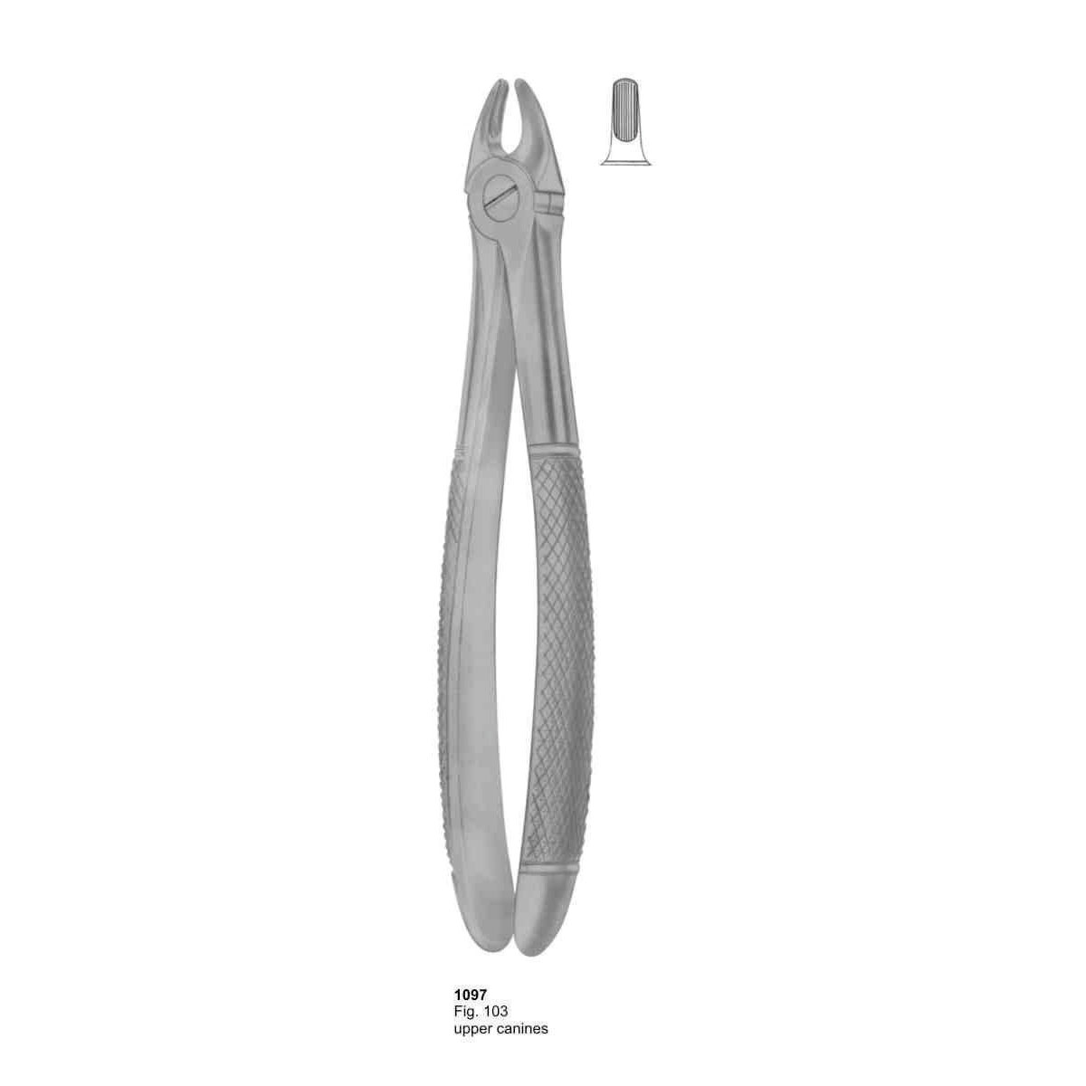 Extracting Forceps (English Pattern)