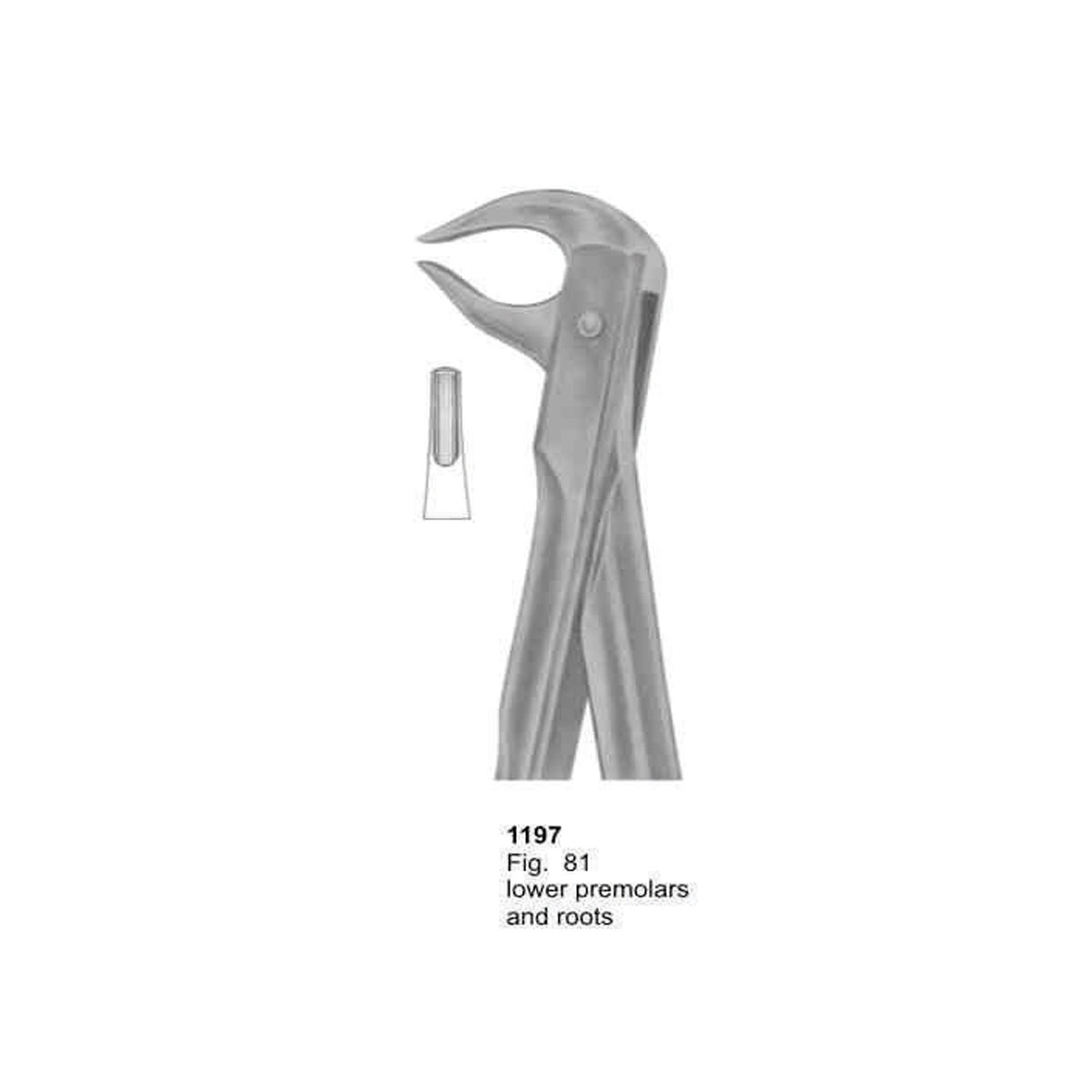 Extracting Forceps (With Fitting Handle)