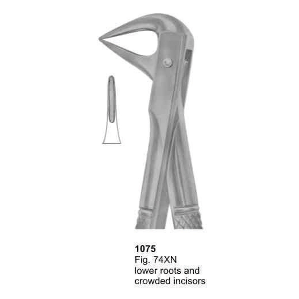 Extracting Forceps (English Pattern)